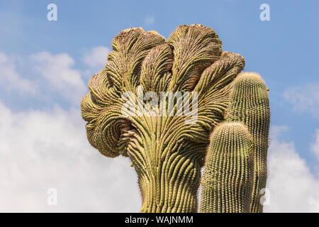 USA, Arizona, Desert Botanischen Garten. Cristate Saguaro Kaktus. Credit: Cathy und Gordon Illg/Jaynes Galerie/DanitaDelimont.com Stockfoto