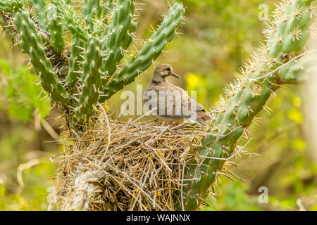 USA, Arizona, Sonoran Wüste. Taube im Nest in cholla Cactus. Credit: Cathy und Gordon Illg/Jaynes Galerie/DanitaDelimont.com Stockfoto