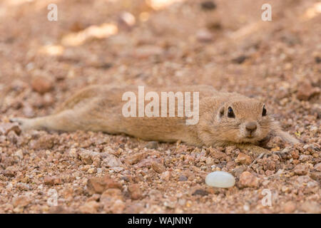 USA, Arizona, Sonoran Wüste. Runde-tailed Erdhörnchen Abkühlung. Credit: Cathy und Gordon Illg/Jaynes Galerie/DanitaDelimont.com Stockfoto