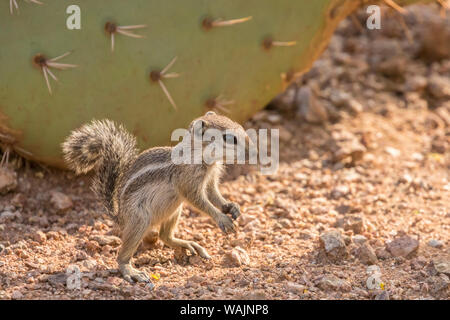 USA, Arizona, Desert Botanischen Garten. Harris' Erdhörnchen und Feigenkakteen. Credit: Cathy und Gordon Illg/Jaynes Galerie/DanitaDelimont.com Stockfoto