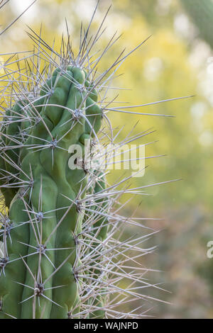 USA, Arizona, Desert Botanischen Garten. Zahnstocher cactus Mit langen Stacheln. Credit: Cathy und Gordon Illg/Jaynes Galerie/DanitaDelimont.com Stockfoto