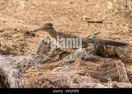 USA, Arizona, Sabino Canyon. Mehr roadrunner. Credit: Cathy und Gordon Illg/Jaynes Galerie/DanitaDelimont.com Stockfoto