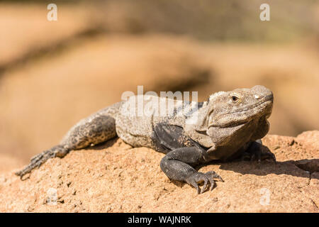 USA, Arizona, Sonoran Wüste. Stachelige-tailed Iguana. Credit: Cathy und Gordon Illg/Jaynes Galerie/DanitaDelimont.com Stockfoto