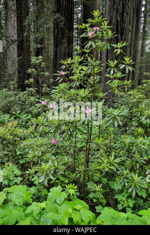 Rhododendren in Stout Grove, Jedediah Smith Redwoods State Park, Norther Kalifornien Stockfoto