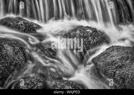 USA, Kalifornien, Yosemite, Farn Feder Stockfoto