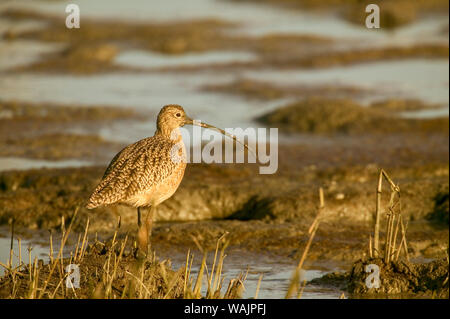 Palo Alto Baylands Nature Preserve, Kalifornien, USA. Lange-billed Curlew wandern in eine Flutwelle Watt. Stockfoto