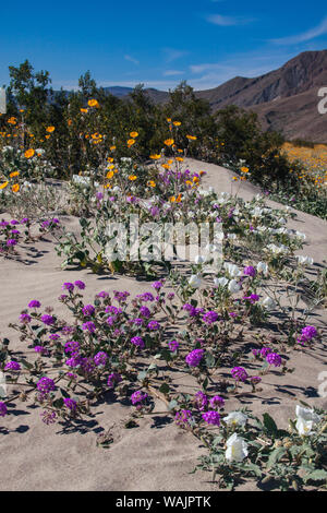 Wildblumen, Anza Borrego Desert State Park, Kalifornien Stockfoto