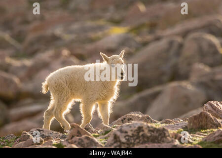 USA, Colorado, Mt. Evans. Mountain Goat kid mit Hintergrundbeleuchtung. Credit: Cathy und Gordon Illg/Jaynes Galerie/DanitaDelimont.com Stockfoto