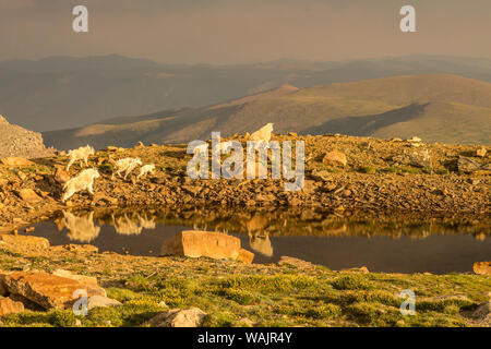 USA, Colorado, Mt. Evans. Bergziegen in Tarn wider. Credit: Cathy und Gordon Illg/Jaynes Galerie/DanitaDelimont.com Stockfoto