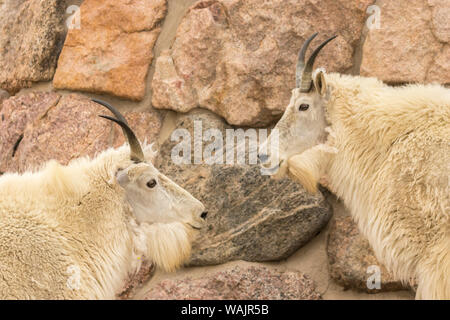 USA, Colorado, Mt. Evans. Profile von Bergziegen. Credit: Cathy und Gordon Illg/Jaynes Galerie/DanitaDelimont.com Stockfoto