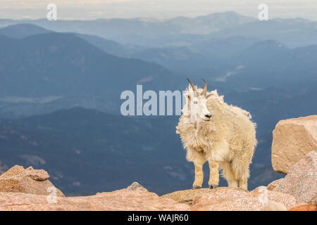 USA, Colorado, Mt. Evans. Bergziege Berglandschaft. Credit: Cathy und Gordon Illg/Jaynes Galerie/DanitaDelimont.com Stockfoto