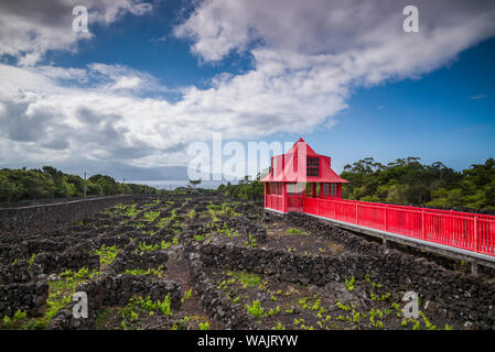 Portugal, Azoren, Insel Pico Madalena. Weinmuseum, Weinberg promenade (Editorial nur verwenden) Stockfoto