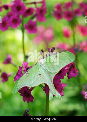 Luna Moth, Actias Luna, (saturniidae Familie) auf rosa Kandelaber Primeln. Stockfoto