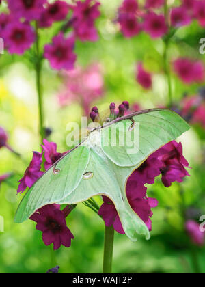 Luna Moth, Actias Luna, (saturniidae Familie) auf rosa Kandelaber Primeln. Stockfoto