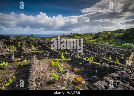 Portugal, Azoren, Insel Pico, Cabritos. Weinberg in vulkanischen Stein Stockfoto