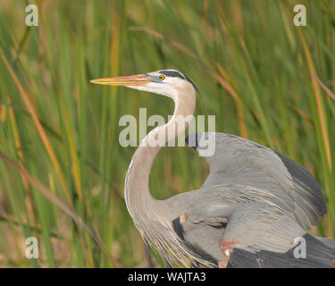 Great Blue Heron in der Zucht Gefieder, Blue Heron Feuchtgebiete, Florida, USA Stockfoto