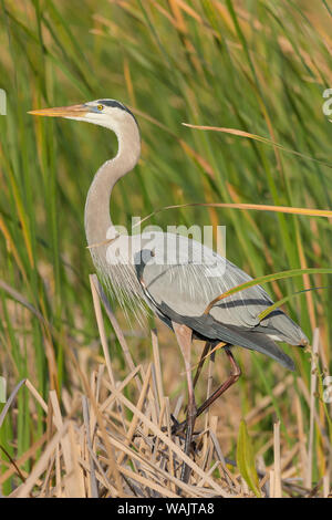 Great Blue Heron in der Zucht Gefieder, Blue Heron Feuchtgebiete, Florida, USA Stockfoto
