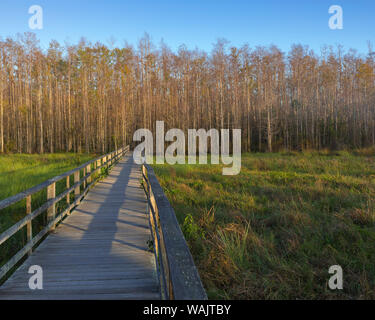 Morgennebel am Corkscrew Swamp Sanctuary Boardwalk, Florida Stockfoto