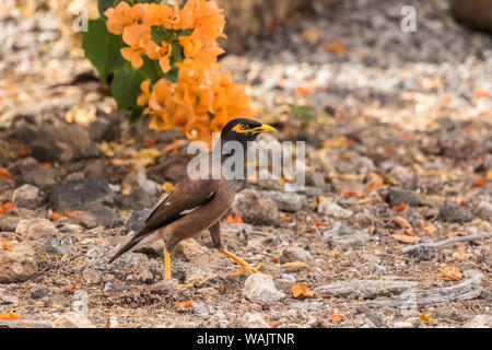 USA, Hawaii, Hapuna Beach State Park. Gemeinsame myna Bird am Boden. Credit: Cathy & Gordon Illg/Jaynes Galerie/DanitaDelimont.com Stockfoto