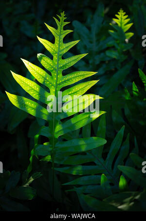 Hawaiian Laua' e Farn, Microsorum grossum, auf Hawaii eingeführt, Aneho omalu Bay, Waikoloa Beach Trail, Big Island, Hawaii Stockfoto