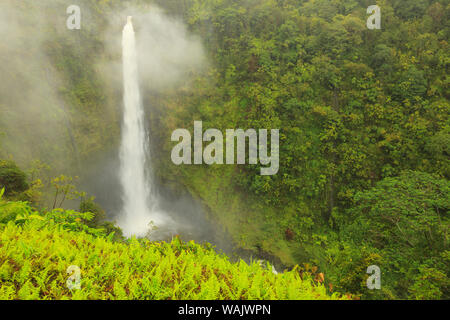 Akaka Falls, 442 Meter hoch, Akaka Falls State Park, Hamakua Küste, Big Island, Hawaii Stockfoto