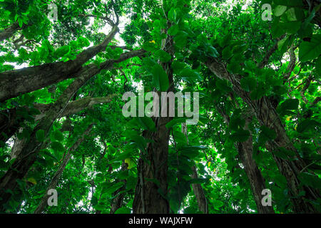 Banyan Bäume in der Nähe von Rainbow Falls (80 ft Drop), Wailuku River State Park Hilo, Big Island, Hawaii, USA Stockfoto