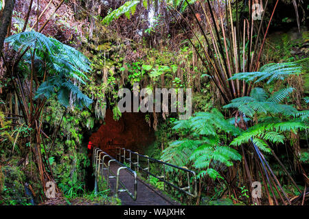 Thurston Lava Tube Trail, Hawaii Volcanoes National Park, Big Island, Hawaii Stockfoto
