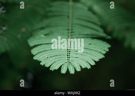 Royel poinciana Baum. Stockfoto