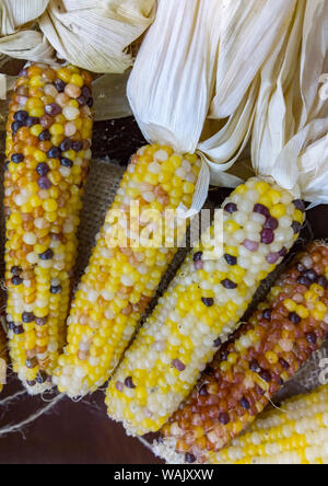 USA, Indiana, Indianapolis. Ears of dry, hard corn. Credit as: Wendy Kaveney / Jaynes Gallery / DanitaDelimont.com Stockfoto