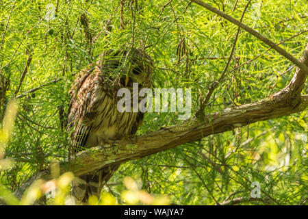 USA, Louisiana, Atchafalaya National Wildlife Refuge. Gesperrt Eule im Baum. Credit: Cathy und Gordon Illg/Jaynes Galerie/DanitaDelimont.com Stockfoto