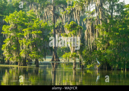 USA, Louisiana, Atchafalaya National Wildlife Refuge. Sonnenaufgang auf Sumpf- und Reiher. Credit: Cathy und Gordon Illg/Jaynes Galerie/DanitaDelimont.com Stockfoto