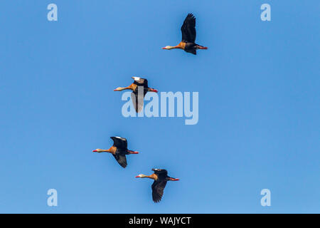 USA, Louisiana, See Martin. Schwarz-bellied Pfeifen Enten im Flug. Credit: Cathy und Gordon Illg/Jaynes Galerie/DanitaDelimont.com Stockfoto