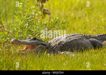 USA, Louisiana, Vermilion Parish. Krokodil in Gras. Credit: Cathy und Gordon Illg/Jaynes Galerie/DanitaDelimont.com Stockfoto