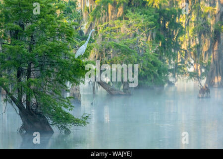 USA, Louisiana, See Martin. Nebliger sonnenaufgang Sumpf mit Silberreiher im Baum. Credit: Cathy und Gordon Illg/Jaynes Galerie/DanitaDelimont.com Stockfoto