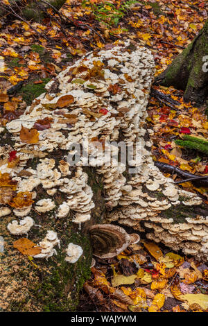 Austernpilze auf verfallende in Porcupine Mountains Wilderness State Park in der Oberen Halbinsel von Michigan, USA anmelden Stockfoto