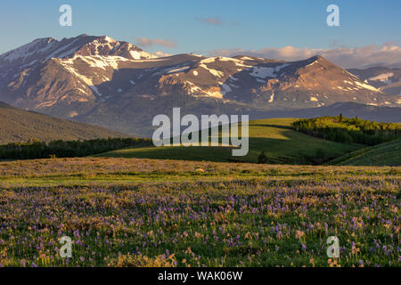 Larkspur und andere prairie Wildblumen entlang der Rocky Mountain Front in der Nähe von East Glacier, Montana, USA Stockfoto