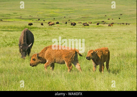 National Bison Range, Montana, USA. Bos Bison (Bison) Kälber mit Mutter und Herde. Stockfoto