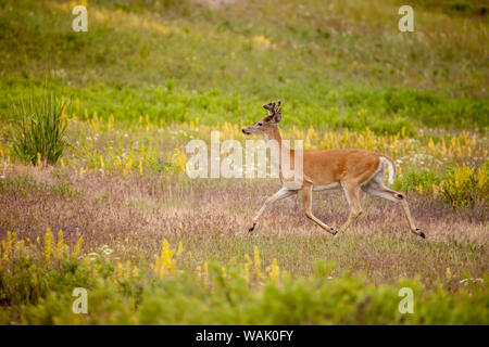 National Bison Range, Montana, USA. Weißwedelhirsche Buck, die auf einer Wiese. Stockfoto