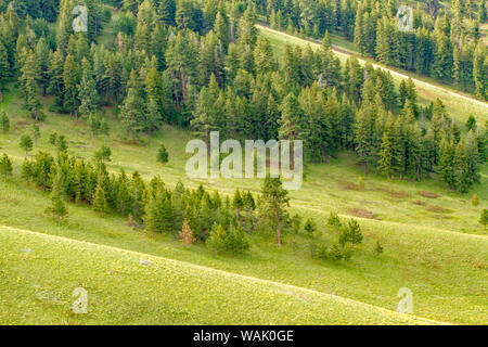 National Bison Range, Montana, USA. Palouse Prairie Grasland auf steilen Hügeln. Stockfoto