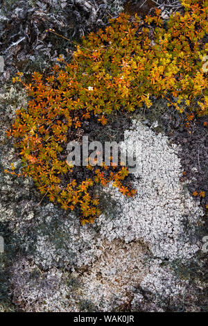 Grönland, Eqip Sermia. Irische Steinbrech und dicken Flechten Stockfoto