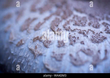 Pilz Makro Hintergrund hochwertige Drucke moderne Textur Home Decoration digitale Poster schöne Grafik abstrakte Kunst glatte farbenfrohes Design Stockfoto