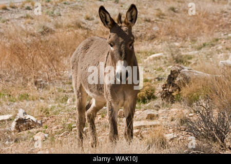 Wild burro stehen. Red Rock Canyon, Nevada, USA. Stockfoto