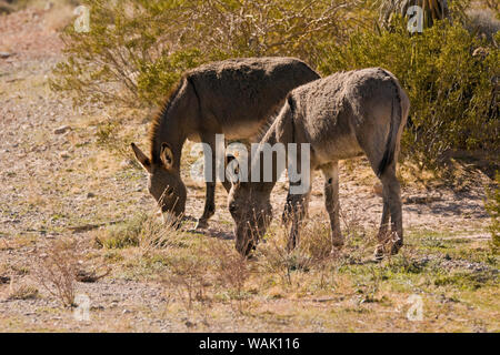 Wilde Esel grasen. Red Rock Canyon, Nevada, USA. Stockfoto