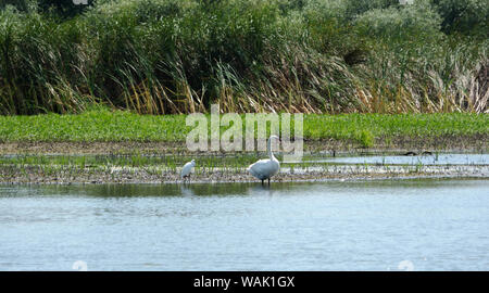 Blick auf die Donau Delta und seine Vogelwelt Stockfoto