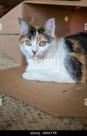 Calico Cat in Ihrem Karton Versteck entspannend. (PR) Stockfoto