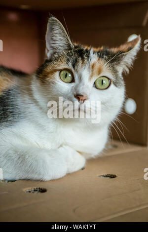 Calico Cat in Ihrem Karton Versteck entspannend. (PR) Stockfoto