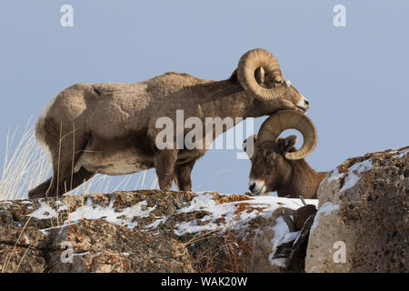 Rocky Mountain bighornschaf Widder Kopf Stockfoto