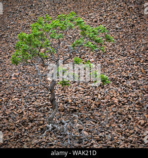 USA, Oregon, Cottonwood Canyon State Park. Einsamer Baum in einem Feld von Felsen. Credit: Don Paulson/Jaynes Galerie/DanitaDelimont.com Stockfoto