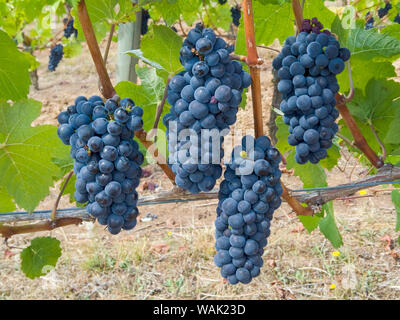 USA, Oregon, Gaston. Pinot Noir Trauben am Weinstock. Kredit als: Wendy Kaveney/Jaynes Galerie/DanitaDelimont.com Stockfoto