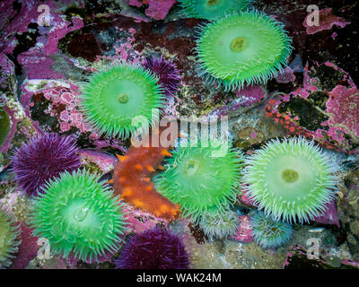 USA, Oregon, Newport. Grüne Seeanemonen und orange Sea Slug in tide pool aufweisen. Kredit als: Wendy Kaveney/Jaynes Galerie/DanitaDelimont.com Stockfoto